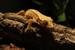 Crested Gecko Care: Habitat, Feeding, Humidity, and Handling
