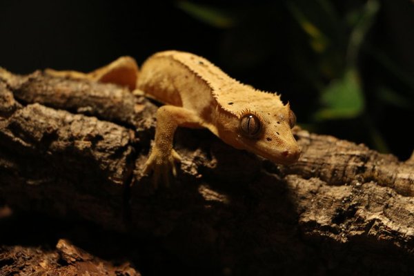 crested gecko care