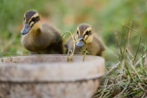 Duck Feeding Guide: Complete Feed, Greens, Grit, and Treats