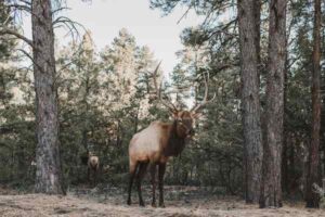 Elk vs. Deer: Size, Antlers, Behavior, and Habitat Compared
