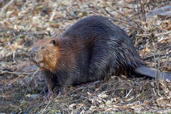 how beavers build dams
