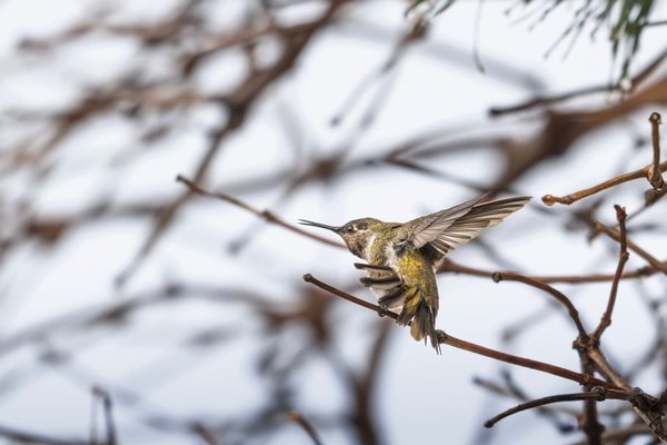 hummingbird migration in the usa