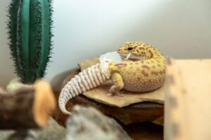Leopard Gecko Feeding Guide: Insects, Portions, and Supplements