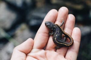 Pet Newt Care: Aquatic Setup, Water Quality, and Feeding