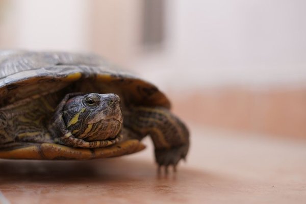 red eared slider care