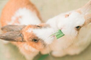 Safe Vegetables for Rabbits and How to Introduce Them
