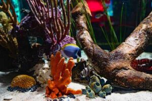 Saltwater Aquarium Setup: A Step-by-Step Beginner Guide
