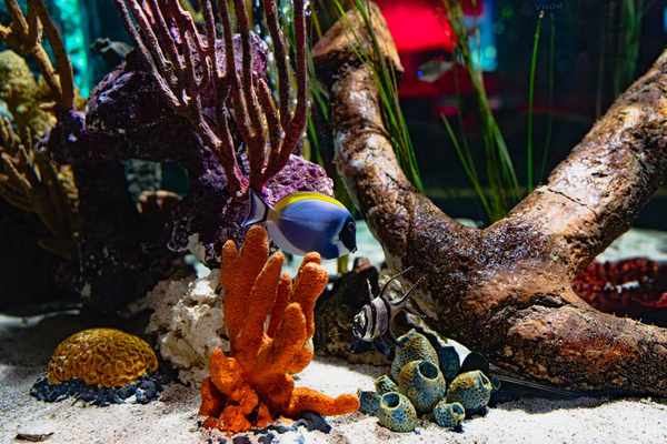 saltwater aquarium setup