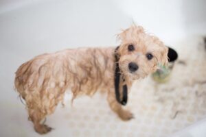Small Pet Grooming Basics: Nails, Coat, and Teeth
