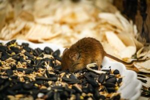 What Do Pet Mice Eat? A Balanced Diet Guide