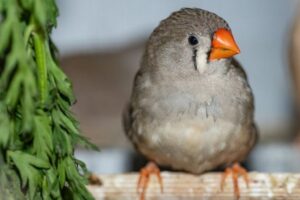 Zebra Finch Care: Housing, Diet, and Social Needs