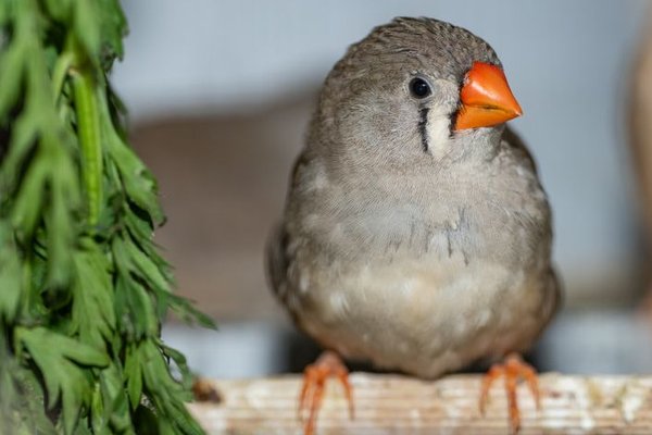 zebra finch care